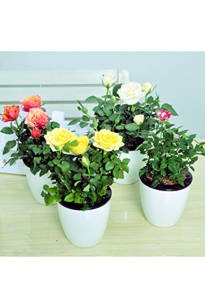 Tunç Botanik Mini Gül – Minyatür Saksı Gülü 5 Adet Karışık Renklerde