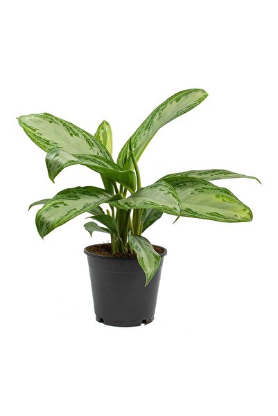 Tunç Botanik Aglonema Silver - Çin Herdemyeşili