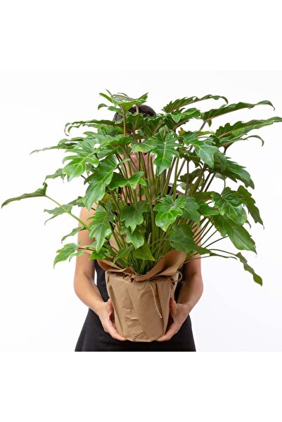 Tunç Botanik Philodendron xanadu