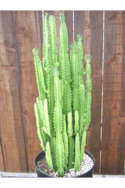 Tunç Botanik Süt Ağacı – Euphorbia Trigona
