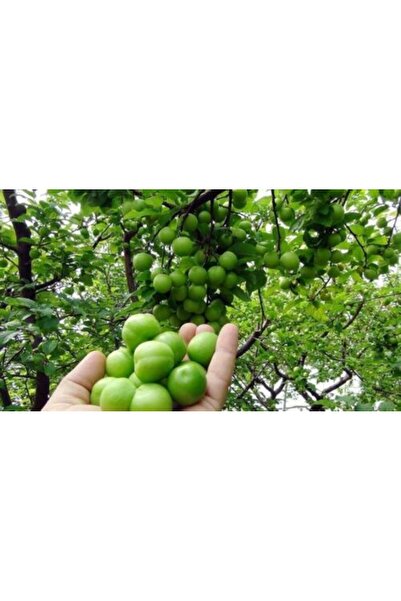 Tunç Botanik Papaz Erik Fidanı 3 Yaş Tüplü ve Aşılı