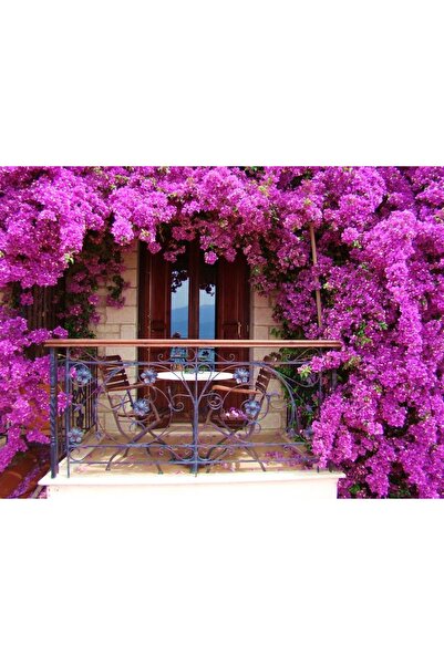 Tunç Botanik BEGONVİL SARMAŞIĞI 100 CM - ÇİÇEKLİ BİTKİ