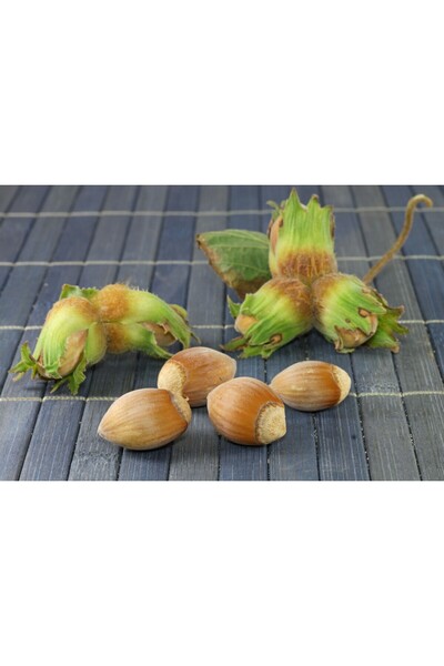 Tunç Botanik Fındık (Çakıldak) Fidanı 3 Yaş 2 Adet Tüplü