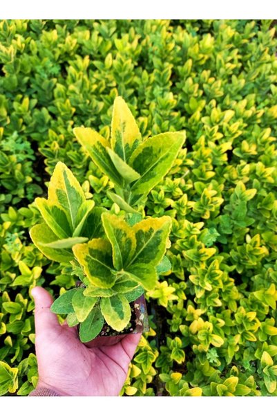 Tunç Botanik GOLD TAFLAN 45 ADET - SARI ÇİT BİTKİSİ