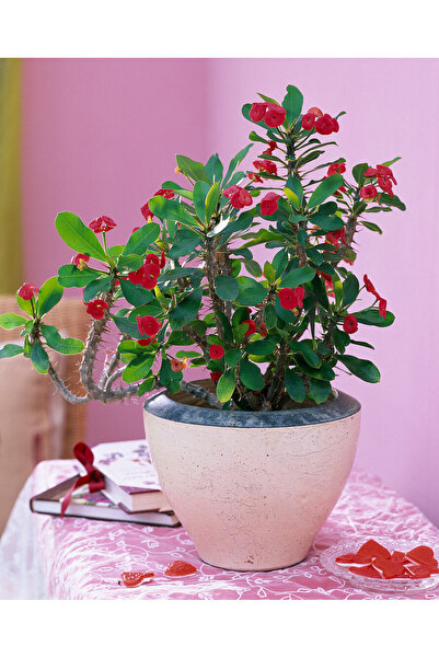 Tunç Botanik Dikenler Tacı - Euphorbia milii Kırmızı