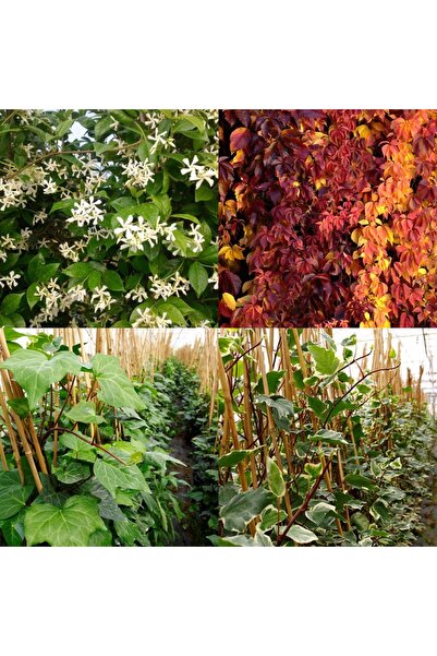 Tunç Botanik SARILICI BİTKİ SETİ - 4 TÜR (YASEMİN,AMERİKAN SARMAŞIK, YEŞİL-AL...