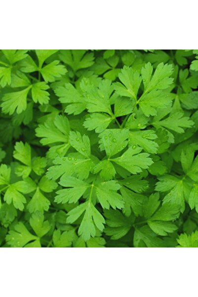 Tunç Botanik Saksıda Maydanoz Seti - Mutfakta Evde Maydanoz Yetiştirin