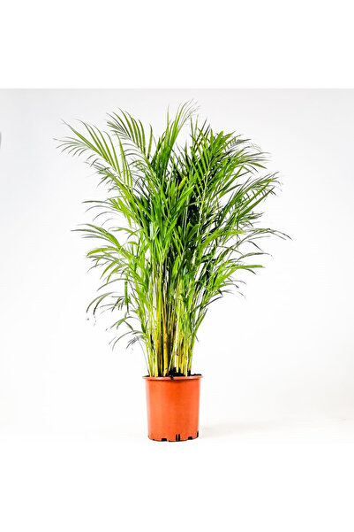 Tunç Botanik Areka Palmiyesi 170-180 Cm 2 Adet - Hediyelik Salon Ofis Bitkisi