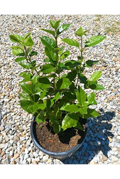 Tunç Botanik Kartopu Çiçekli Çit Bitkisi 5 Adet