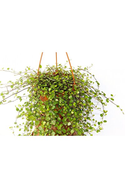 Tunç Botanik Avustralya Sarmaşığı 2 Adet - Hediyelik Askılı Saksıda