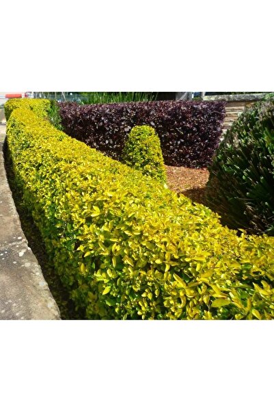 Tunç Botanik GOLD TAFLAN 5 ADET - SARI ÇİT BİTKİSİ