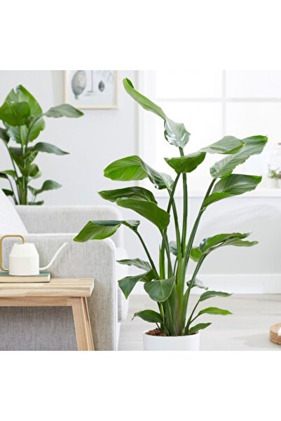 Tunç Botanik STARLİÇE CENNET KUŞU - EV, OFİS , SALON BİTKİSİ