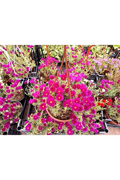 Tunç Botanik İZMİR GÜZELİ ÇİÇEĞİ - HEDİYELİK ASKILI SAKSIDA