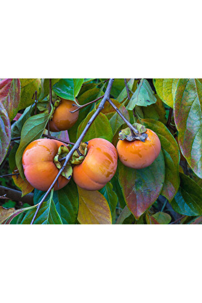 Tunç Botanik Hachiya Trabzon Hurması Fidanı ( Cennet Meyvesi) 3 Yaş Tüplü ve Aşılı 5 Adet