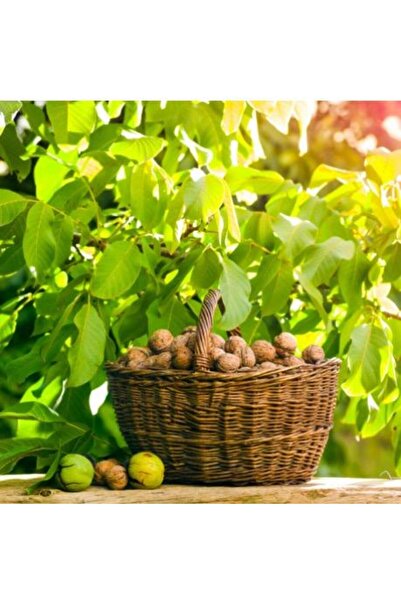 Tunç Botanik Kaman Ceviz Fidanı 3 Yaş Tüplü ve Aşılı