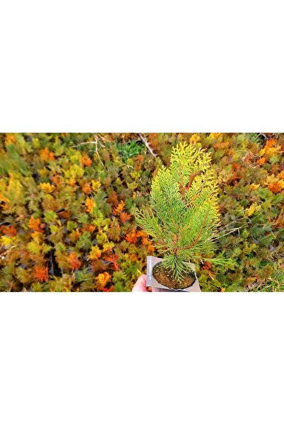 Tunç Botanik ALTUNİ MAZI FİDANI 20-30 cm - SARI ÇİT BİTKİSİ