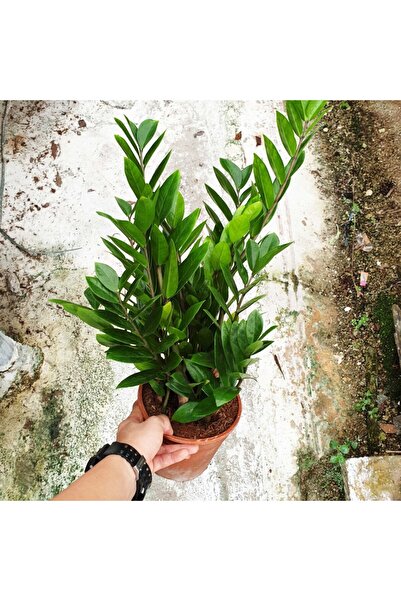 Tunç Botanik Zamia (zeze Çiçeği) - 2 Adet