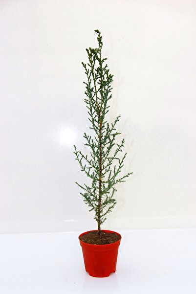 Tunç Botanik Yılbaşı Çamı Hediyelik - Mini Canlı Yılbaşı Ağacı 30-40 Cm