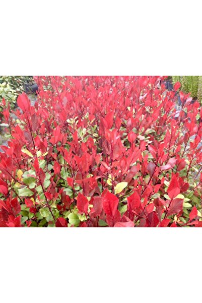 Tunç Botanik BODUR ALEV ÇALISI 3 ADET - KIRMIZI SÜS BİTKİSİ