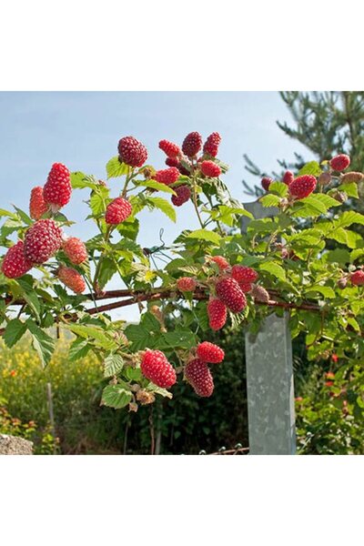 Tunç Botanik Ahududu Frambuaz Fidanı 2 Yaş Tüplü