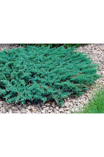 Tunç Botanik YAYILICI ARDIÇ FİDANI - YER ÖRTÜCÜ SÜS BİTKİSİ
