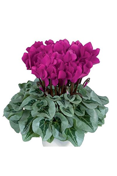 Tunç Botanik Sevgililer Günü Çiçeği Mor Siklamen