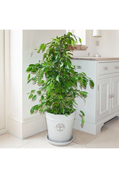 Tunç Botanik Benjamin - Ficus Benjamina 60-80 Cm