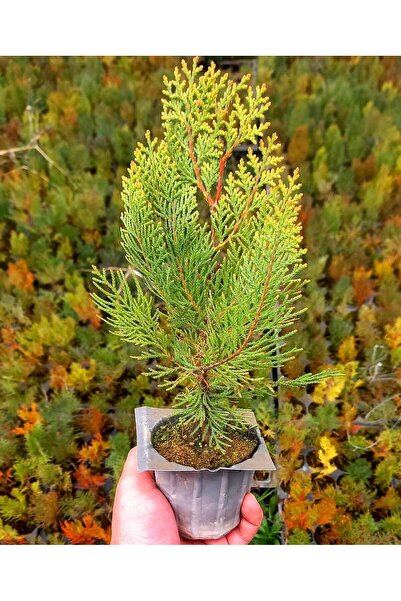 Tunç Botanik ALTUNİ MAZI FİDANI 20-30 cm - SARI ÇİT BİTKİSİ