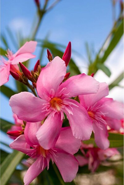 Tunç Botanik ZAKKUM ÇİÇEĞİ 3 ADET - Nerium Oleander Dış Mekan Çiçeği