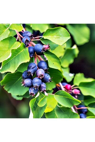 Tunç Botanik ŞİFALI SASKATOON BERRY FİDANI 2 ADET