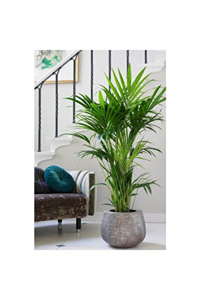 Tunç Botanik Kentya palmiyesi – Kentia Palm 100-120 cm