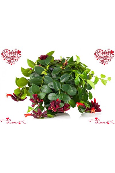 Tunç Botanik SEVGİLİLER GÜNÜ İÇİN HEDİYELİK RUJ ÇİÇEĞİ - Askılı Saksıda