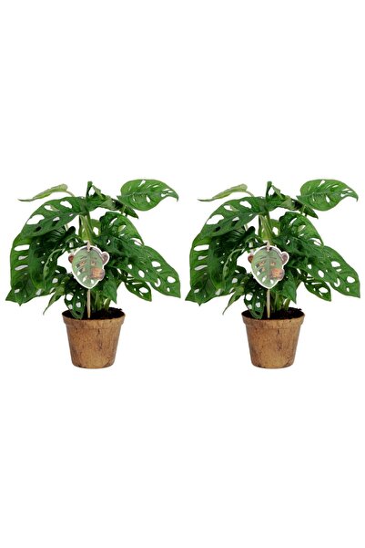 Tunç Botanik Delikli Devetabanı (Monstera Adansonii Monkey) Saksılı 2 Adet