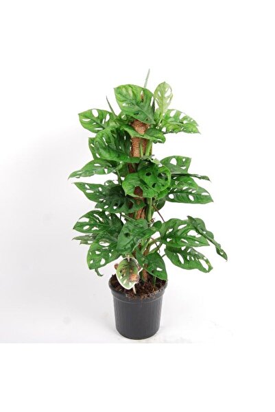 Tunç Botanik Delikli Monstera (monstera Adonsonii Monkey Mask) Sopalı