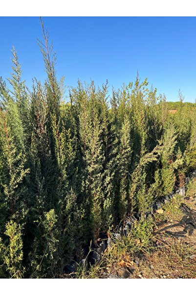 Bahçem Fidancılık 4 adet Kara servi fidanı 1,80 -2 metre