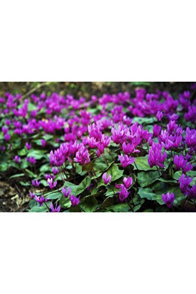 Tunç Botanik Sevgililer Günü Çiçeği Mor Siklamen