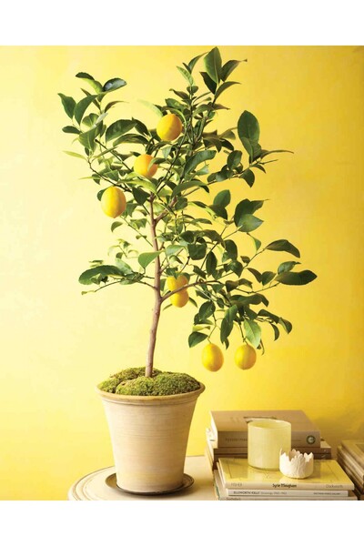 Tunç Botanik MAYER LİMON FİDANI(Yediveren) - 3 YAŞ AŞILI ve TÜPLÜ 100-150 cm