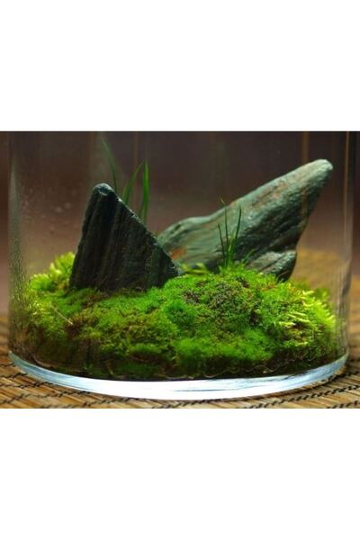 Tunç Botanik KAYA YOSUNU MOSS 1000 cm² - TERARYUM ZEMİNİ CANLI YOSUN