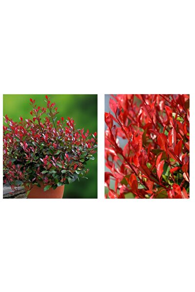 Tunç Botanik BODUR ALEV ÇALISI 5 ADET - KIRMIZI SÜS BİTKİSİ