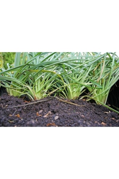 Köy Tohumları 50 Adet Tohum Nadir Yeşil Yemlik Otu Tohumu Organik Ata Tohum Yemlik Ot Tohum Hediye Tohumlu