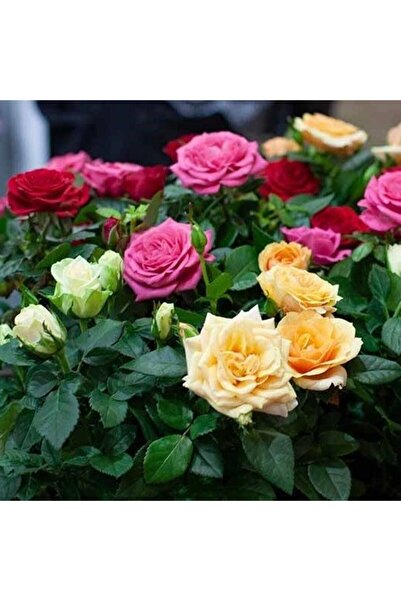 Mimoza Karışık Renk Yediveren Kokulu Karışık Gül Fidanı 10-20 cm 4 Adet