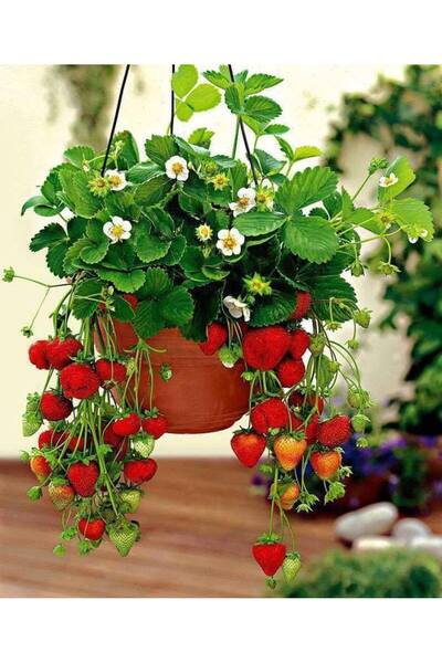 teknotrust 25 Adet Taze Açık Kök Çilek Fidanı, Yedi-Veeren, 1. Sınıf Kalite