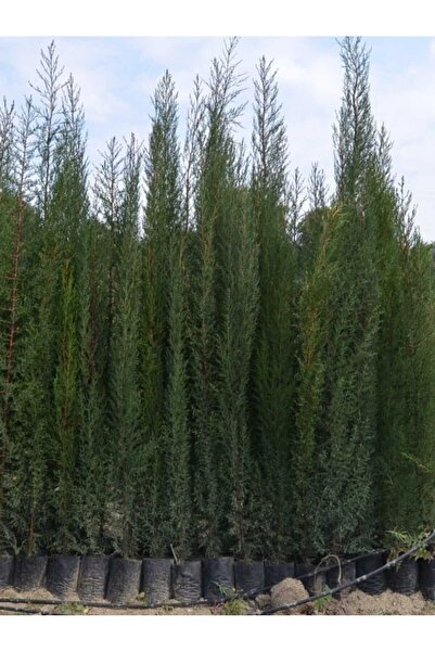 AnkaBahçe 4 Adet Tüplü Kara Servi Boy 90-110cm