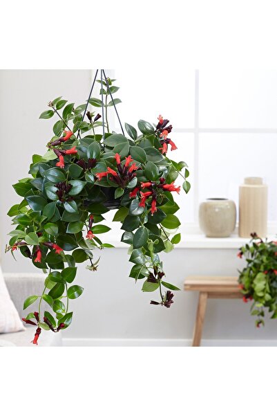 Tunç Botanik RUJ ÇİÇEĞİ - ASKILI SAKSIDA HEDİYELİK