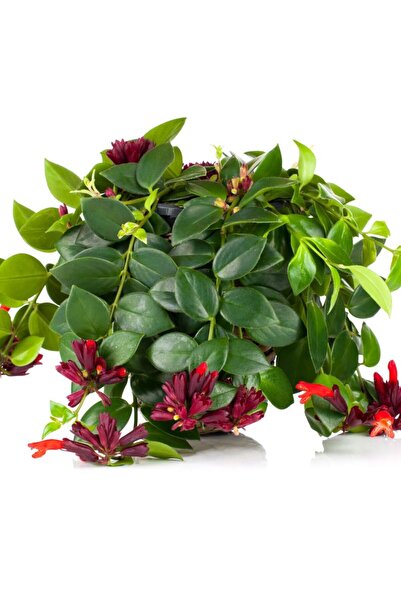 Tunç Botanik Ruj Çiçeği (Aeschynanthus) - Askılı Saksıda