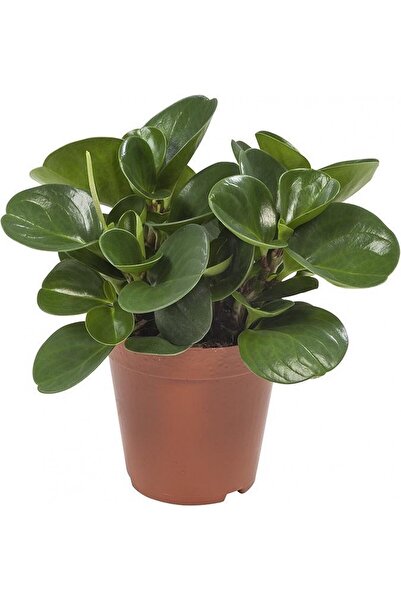 Tunç Botanik Yeşil Zümrüt Dalgası – Peperomia Obtusifolia