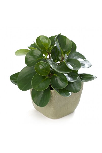 Tunç Botanik Yeşil Zümrüt Dalgası – Peperomia Obtusifolia