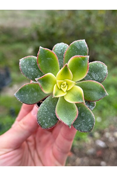 SukuLand Aeonium Kiwi İthal Koleksiyonluk 5,5cm Saksıda