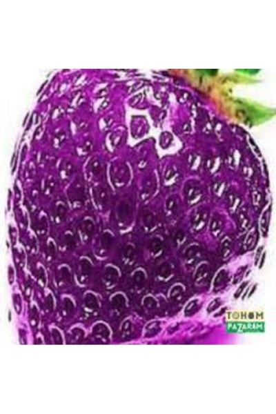 Köy Tohumları 10 Adet Tohum Nadir Organik Saksılık Mor Çilek Tohumu İthal Çil...