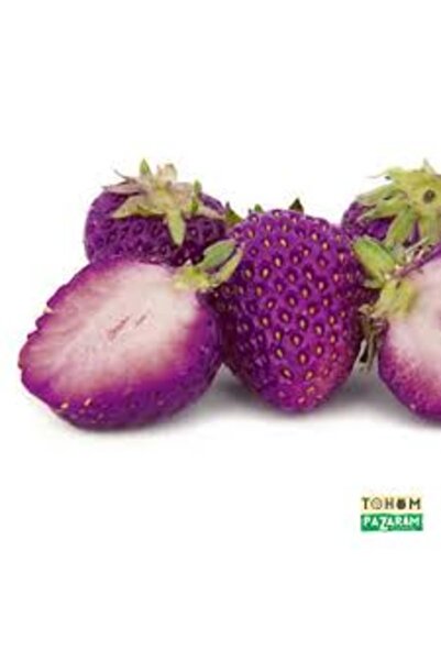 Köy Tohumları 10 Adet Tohum Nadir Organik Mor Çilek Tohumu Hediye Tohumludur